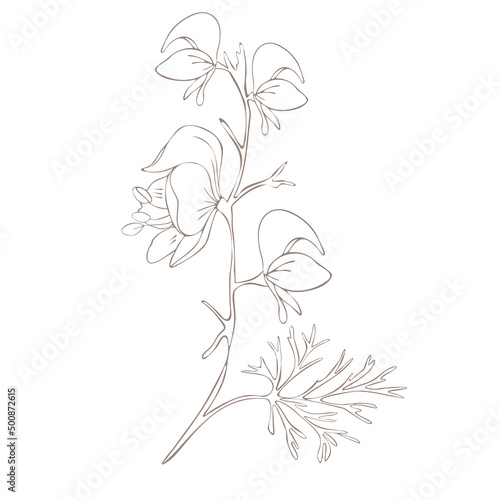 Botanical illustration. Aconitum line art