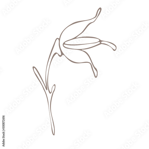 Botanical illustration. Aconitum line art