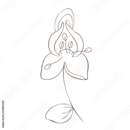 Botanical illustration. Aconitum line art