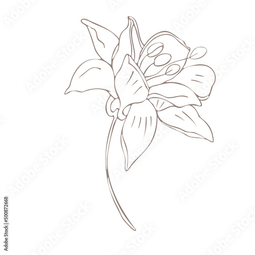 Fototapeta Naklejka Na Ścianę i Meble -  Botanical illustration. Aconitum line art