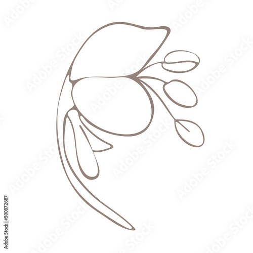 Botanical illustration. Aconitum line art