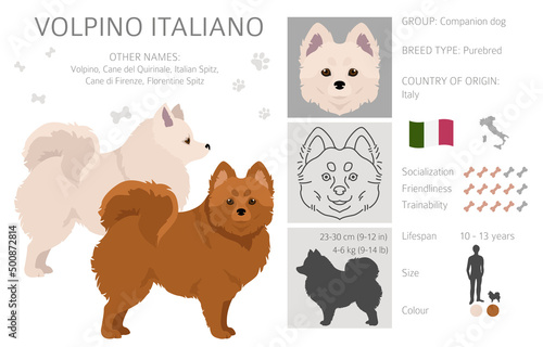 Volpino Italiano clipart. Different poses, coat colors set