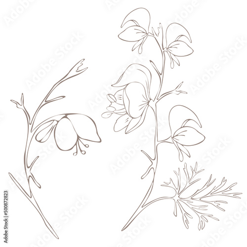 Botanical illustration. Aconitum line art