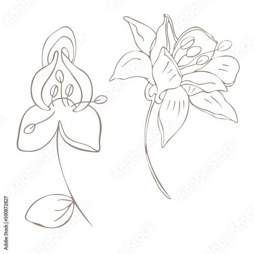 Botanical illustration. Aconitum line art