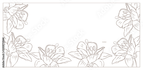 Botanical illustration. Aconitum line art
