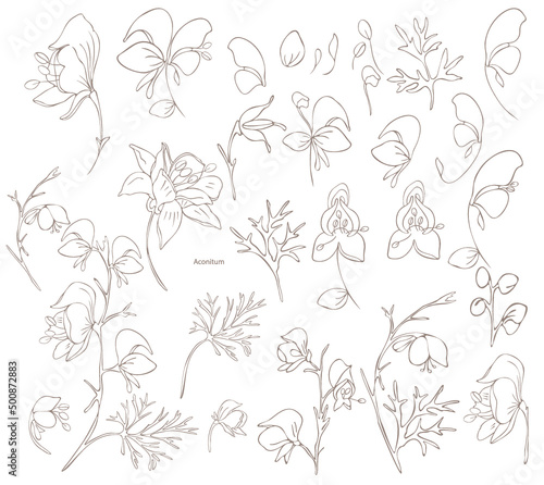 Botanical illustration. Aconitum line art