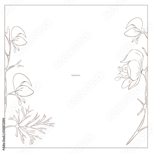 Botanical illustration. Aconitum line art