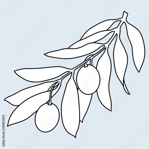 Olive tree branch with olive berries, line, minimalist monochrome botanical illustration, Vector