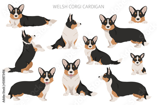 Welsh corgi cardigan clipart. Different poses, coat colors set photo