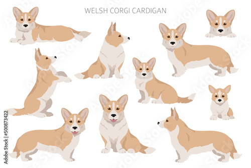 Welsh corgi cardigan clipart. Different poses, coat colors set