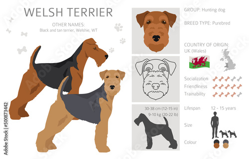 Welsh terrier clipart. Different poses, coat colors set