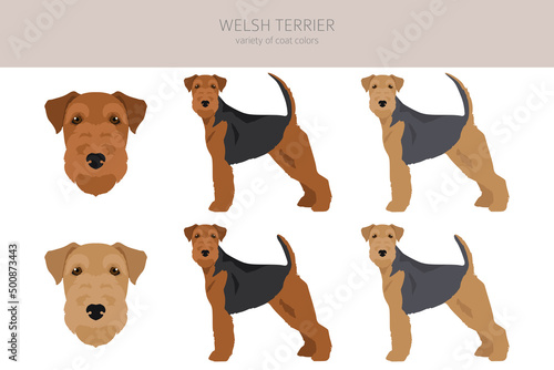 Welsh terrier clipart. Different poses, coat colors set