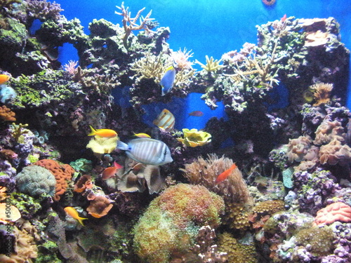 Fototapeta Naklejka Na Ścianę i Meble -  Coral reef in Australia