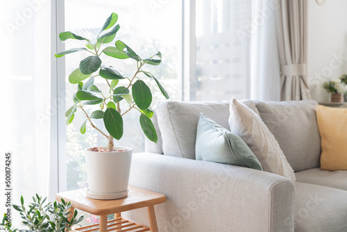 ゴムの木・リビング・家