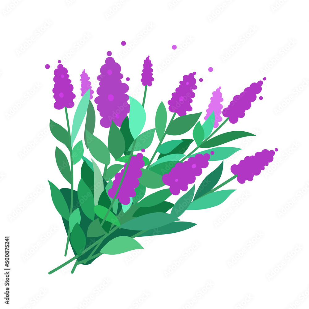 Sage bush with flowers and leaves growing vertically. Isolated on white background. Vector flat illustration
