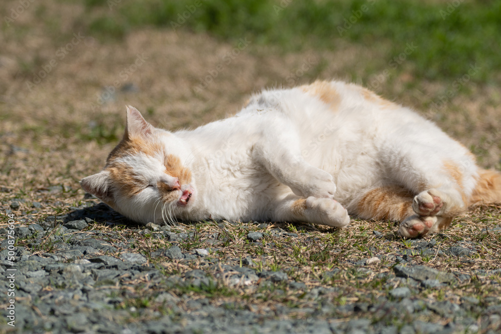 寝ころがる猫 茶白猫 寝ころがる猫 茶白猫
