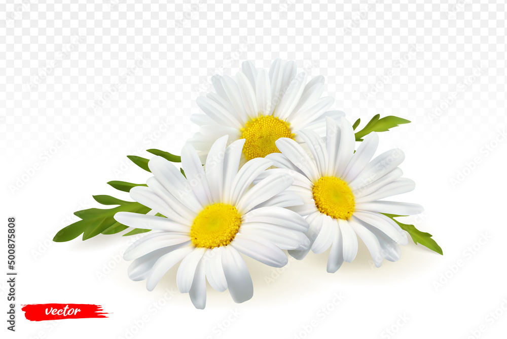 Chamomile flowers isolated on transparent background. Realistic vector illustration of chamomile flowers. - obrazy, fototapety, plakaty 