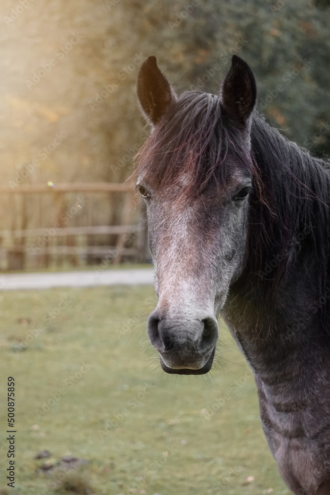 Naklejka premium brown horse portrait in the meadow