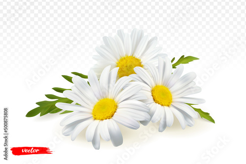 Chamomile flowers isolated on transparent background. Realistic vector illustration of chamomile flowers.
