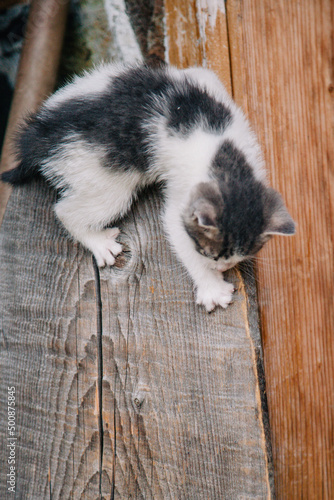 a white grey kitten is played on a dry wooden stump