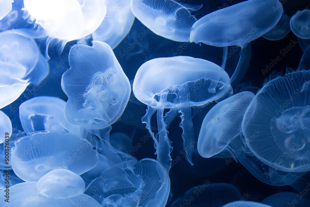 Many small jellyfish, in the water. Close up Many small jellyfish, in the water. Close up