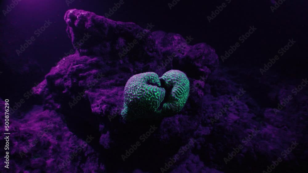Coral shines under UV light underwater. Coral reef shines with magic green light under purple