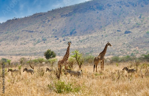 Canvas Print Giraffes and zebras. Mkomazi National Park Tanzania