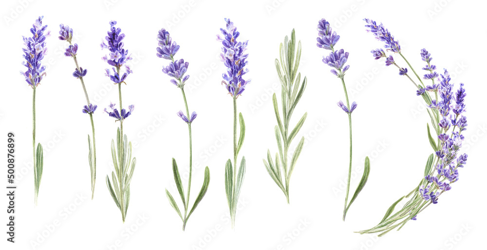 Obraz premium Watercolor Lavender flowers set