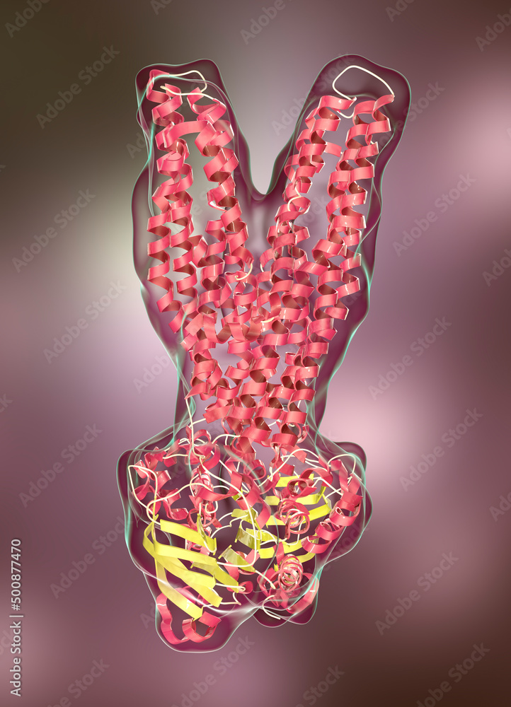 Multidrug transporter molecule, 3D illustration Multidrug transporter molecule, 3D illustration