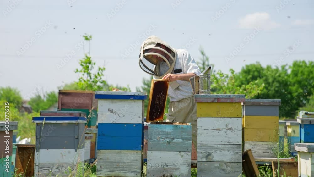 Calm industrious beekeeper working in his bee farm. Apiarist gathering useful propolis from frames using metal tool. Angry irritated bees flying around. Calm industrious beekeeper working in his bee farm. Apiarist gathering useful propolis from frames using metal tool. Angry irritated bees flying around.