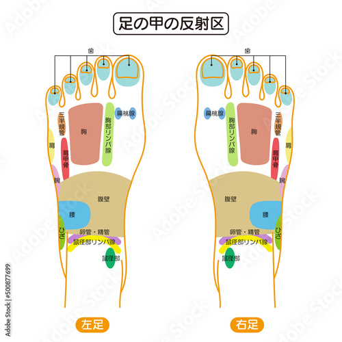 足の甲の反射区・足つぼ　図解イラスト