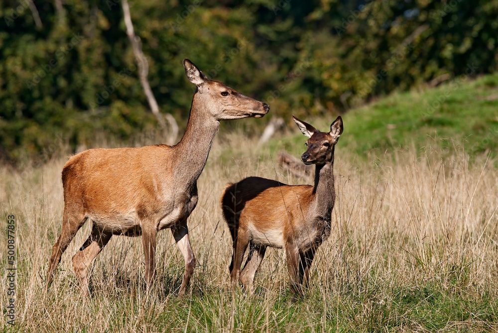 Cerf élaphe, biche, faon, en automne (Cervus elaphus) Cerf élaphe, biche, faon, en automne (Cervus elaphus)