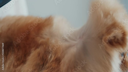 Spitz in the pet hair salon