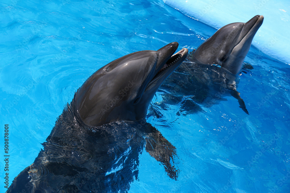 Fototapeta premium Dolphins swimming in pool at marine mammal park