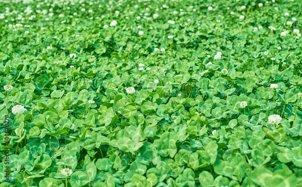 A green clover meadow in spring A green clover meadow in spring