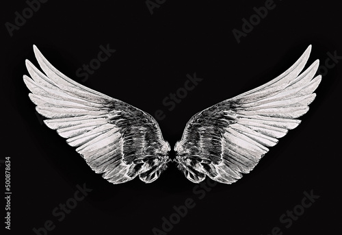 bird wings on a black background