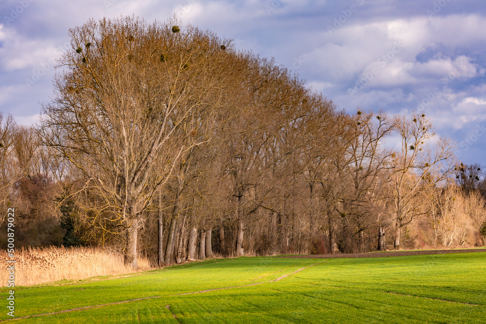 Row of trees with fields and meadows in front of dramatic sky and clouds Row of trees with fields and meadows in front of dramatic sky and clouds