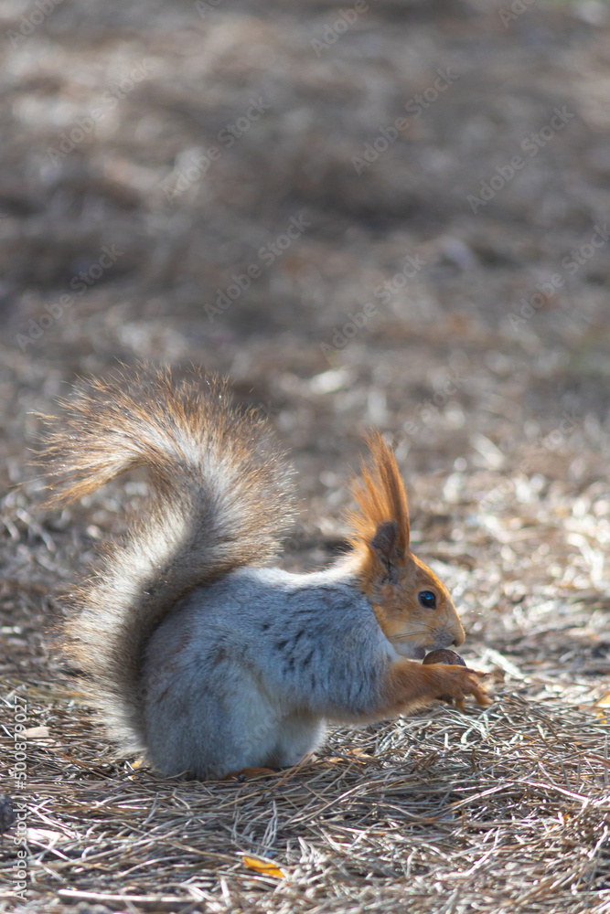 Fototapeta premium A beautiful young squirrel eats a nut in the forest. Close-up of a squirrel. selective focus. Wild squirrel. City Park