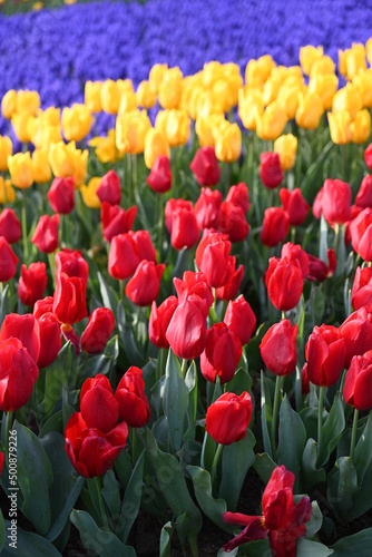  Super-cluster of rows of tulips of all hues and colors . These amazing spring blooms make for spectacular viewing  amongst the worlds greatest tulip collections. A true treat from nature.