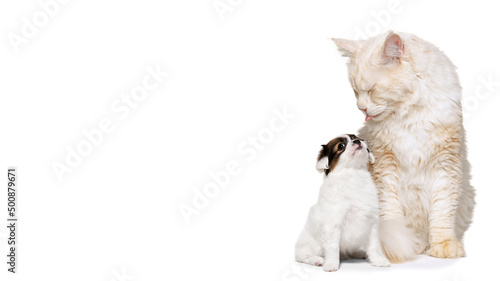 Big and small pets. Portrait of adorable cat and cute little puppy isolated on white background. Concept of animal life, friendship, interplay. Collage