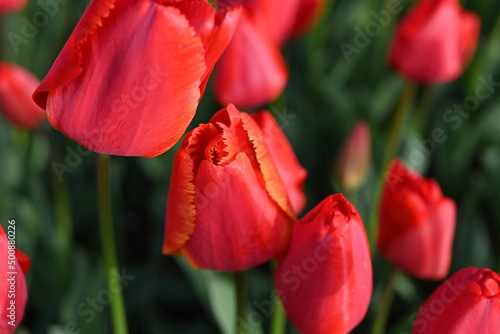  Super-cluster of rows of tulips of all hues and colors . These amazing spring blooms make for spectacular viewing  amongst the worlds greatest tulip collections. A true treat from nature.