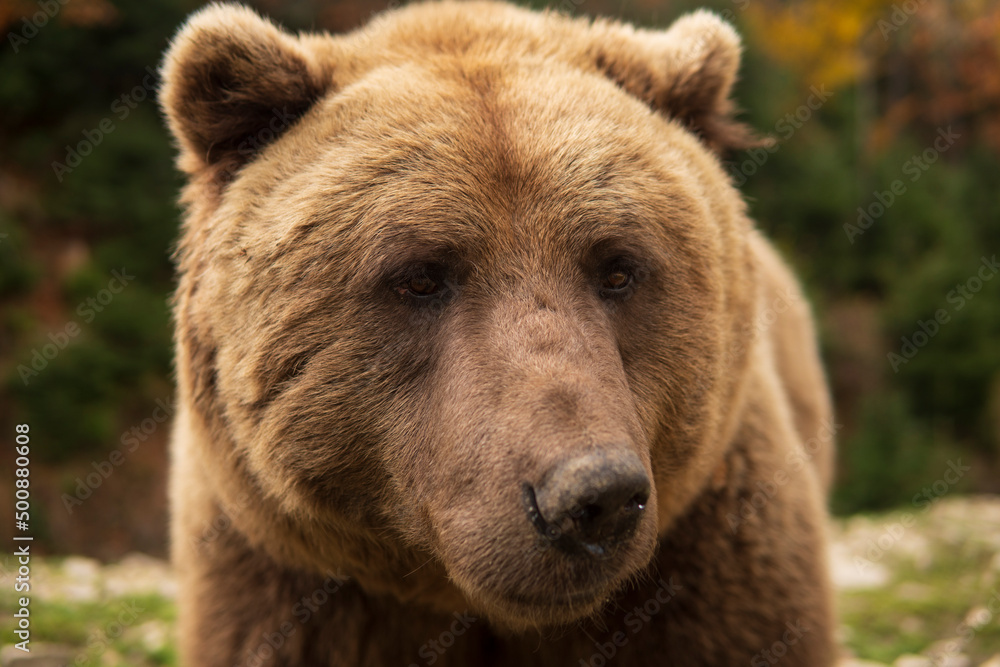 Sad Wild Bear Portrait