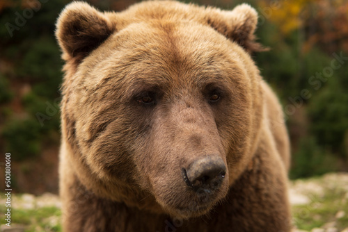 Sad Wild Bear Portrait © vzmaze