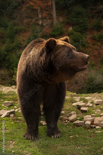 Single Brown Bear Stands In A Forest