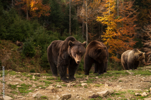 Group of Wild Brown Bears in a Forest