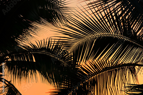 Silhouette of coconut leaf with sunset sky background, Summer time