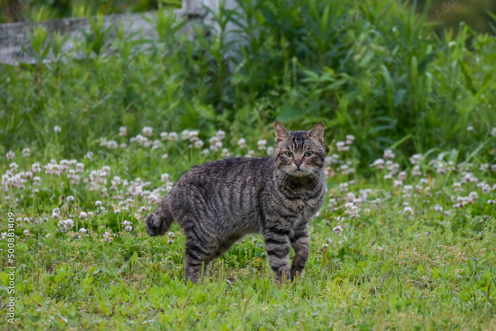 Naklejka premium 山猫