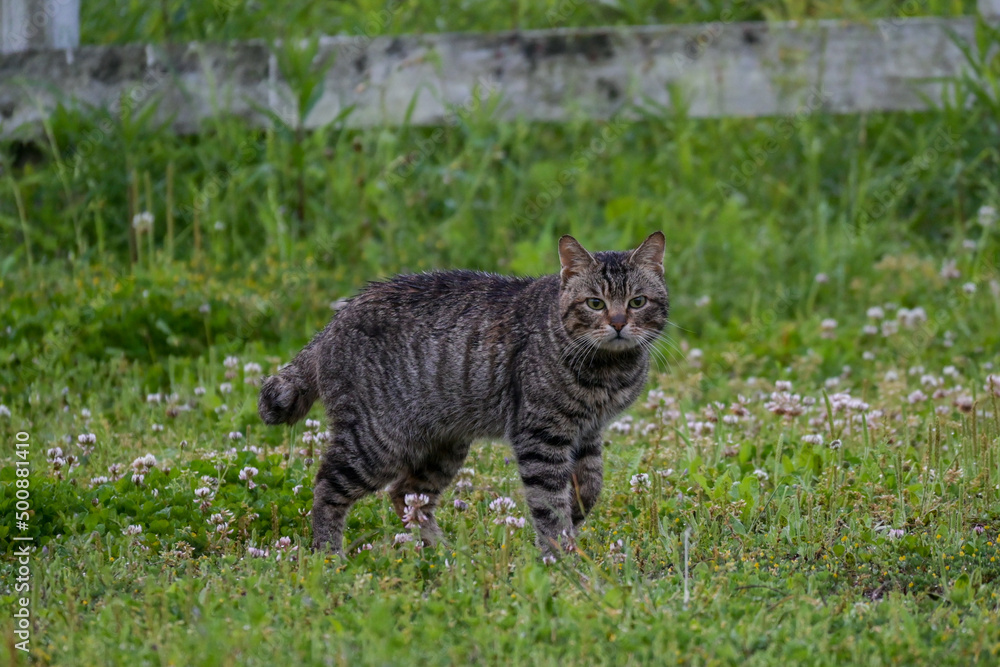 山から降りてきた野良猫 山から降りてきた野良猫