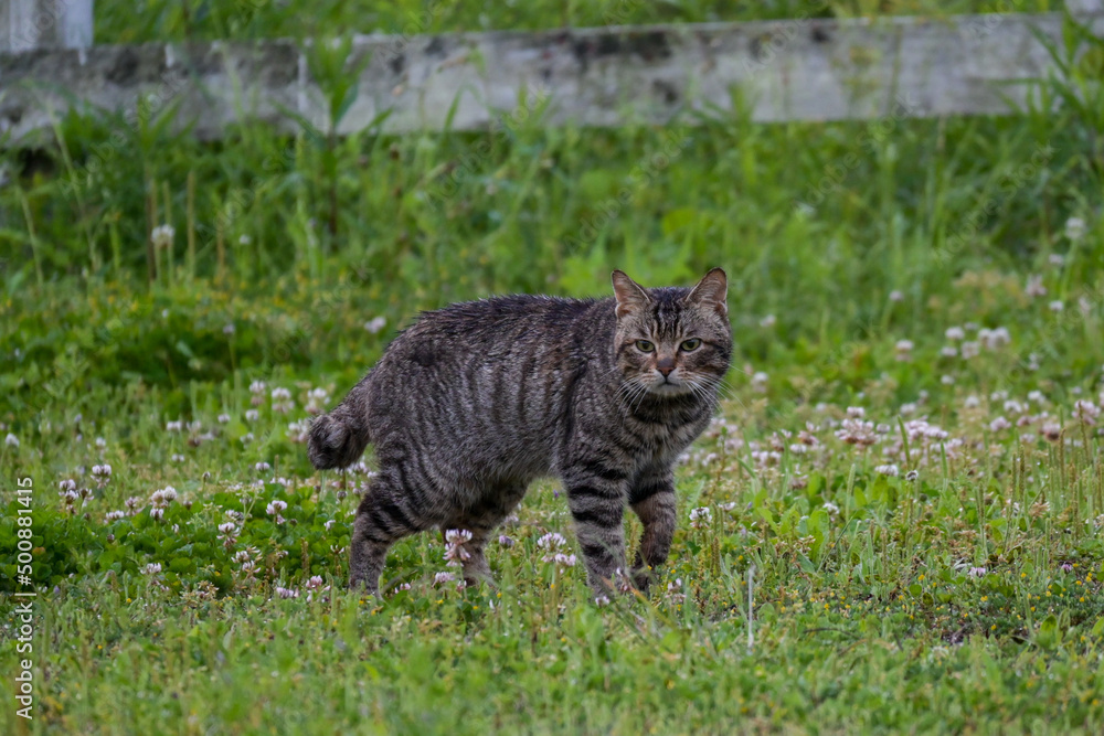 山から降りてきた野良猫 山から降りてきた野良猫