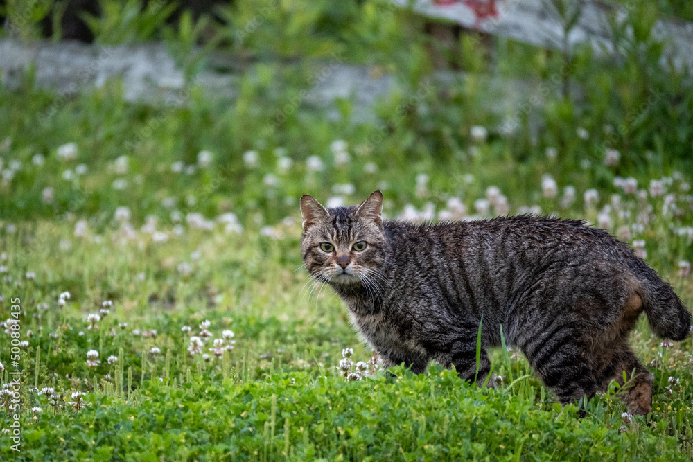 Obraz premium 山から降りてきた野良猫